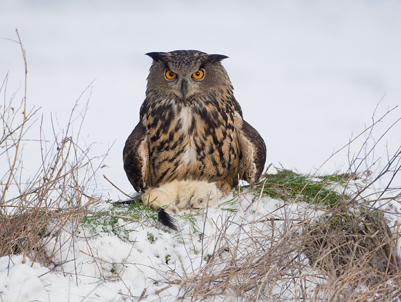 0017 oehoe met hermelijn Web.jpg